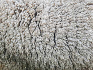 Animal background view. Close up to natural sheep's fluffy wool.