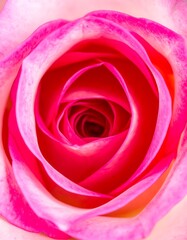 Obraz premium Close-up of a vibrant pink rose's center