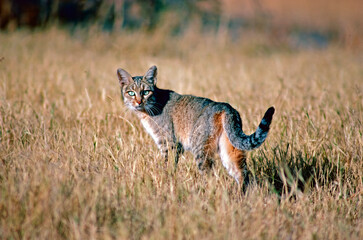 wild cat in the wild