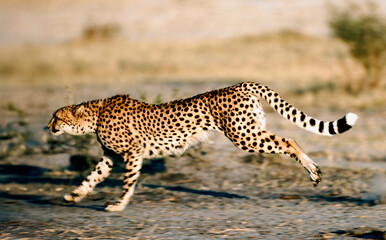 Cheetah running