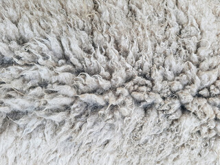 Animal background view. Close up to natural sheep's fluffy wool.