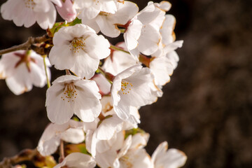 Cherry blossoms in full bloom, close up