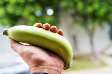 Green bananas on man hand. Close up. Unripe green banana.