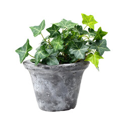 Green Ivy Plant in Gray Pot Isolated on Black Background Studio Shot