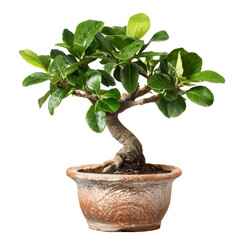 Serene bonsai tree with vibrant green leaves against a black background closeup