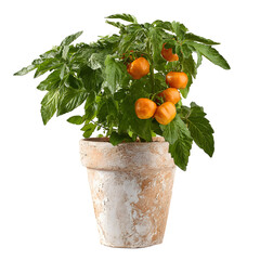 Potted habanero pepper plant with ripe orange peppers against a black background