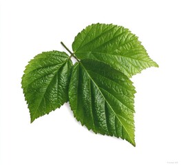 Two vibrant green leaves, slightly overlapping, against a white background