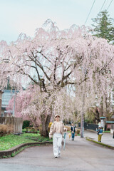 Woman tourist sightseeing Sakura Cherry Blossom in Spring. Happy traveler travel in Samurai village or Little Kyoto in Kakunodate town, Semboku District, Akita Prefecture, Japan. Landmark and Vacation