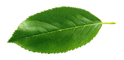 Fototapeta premium Vibrant green leaf, detailed veins (1)