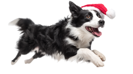 Border collie wearing a santa hat running isolated on transparent background.