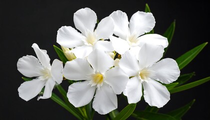 Striking White Oleander Flowers Against a Dark Background, Delicate Beauty