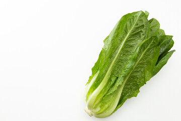 ロメインレタス　白バック