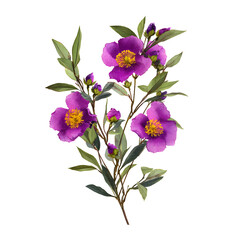Vibrant purple cistus flowers with green leaves against a stark black backdrop