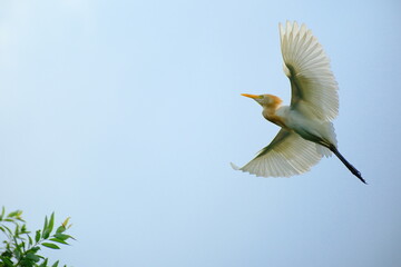 Cattle egret soaring gracefully in the blue sky Taipei