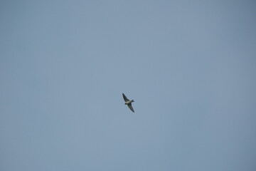 Barn Swallow Flying in Clear Blue Sky Taipei City Taiwan