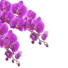 Elegant purple orchid blossoms isolated against a stark black background scene