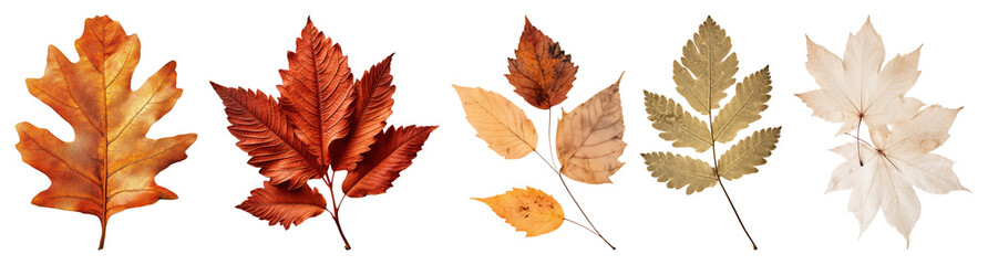 PNG Autumn leaves in various colors, element set on transparent background
