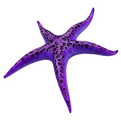 Vibrant purple starfish with intricate pattern on a stark black background image