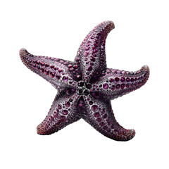 Purple starfish detailed close-up isolated on black background marine wildlife wonder