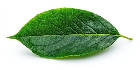 Single green leaf on white