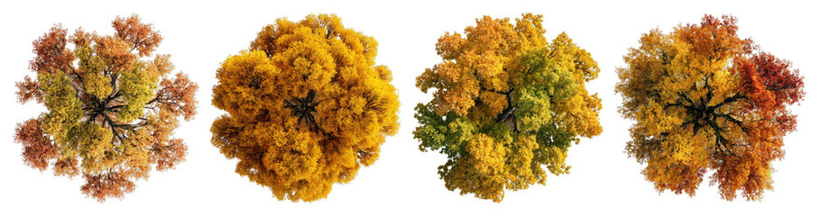 PNG Vibrant autumn trees aerial view, element set on transparent background