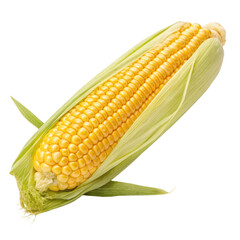 Bright yellow corn cob with green husk partially peeled back, fresh vegetable isolated on white background. PNG