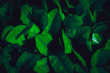 Dark Moody Green Foliage Close Up Lush Leaf Pattern Background