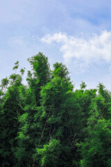 Bright Daytime Green Bamboo Grove Natural Scenery Environment Landscape
