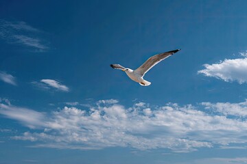 Fototapeta premium A seagull soaring through a vibrant blue sky filled with fluffy white clouds