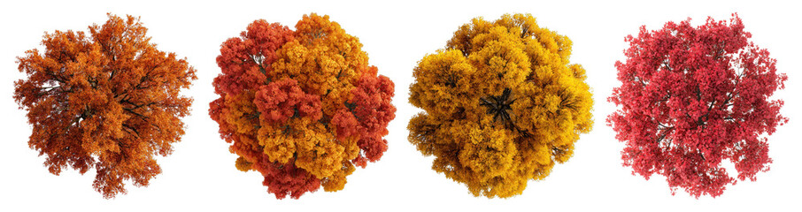 PNG Vibrant autumn tree foliage collection, element set on transparent background
