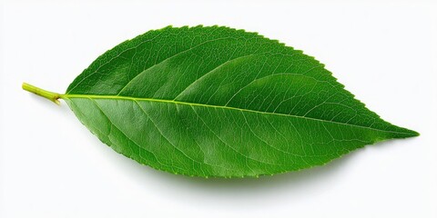 Obraz premium Single vibrant green leaf on white background (1)