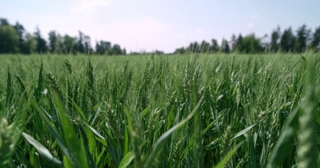 Verdant field of young wheat or grain, stretching toward the horizon under a bright sky, fringed with trees