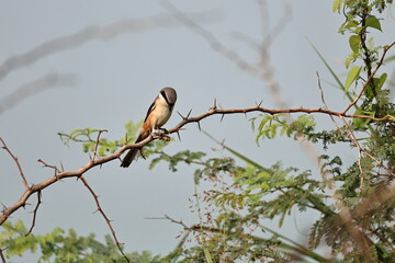 Long-tailed Shriek