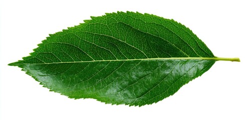 Obraz premium Vibrant green leaf, detailed veins, isolated