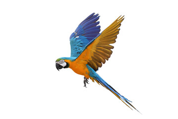 Colorful flying Blue and Gold Macaw parrot isolated on transparent background png file	