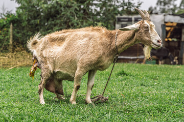 Goat gives birth in rural field as newborn kid begins to emerge during natural delivery