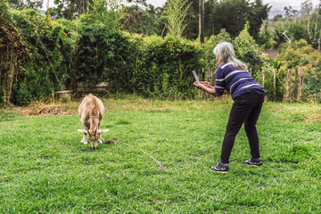 Elderly woman photographs goat in rural field before birth of twin kids.