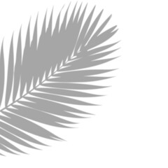 Obraz premium Shadow of a palm leaf on a transparent background, isolated on transparent background