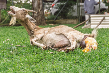 Goat lies in pain during final contractions as birth approaches in rural field
