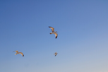 Seagulls flying freely in a clear blue sky at sunset near the ocean