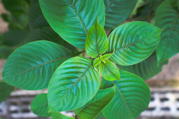 Overhead Fresh Green Leaf Close Up Pattern Details of Nature
