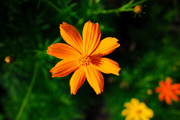 Bright Orange Cosmos sulfur Flower Close Up Blooming in Garden