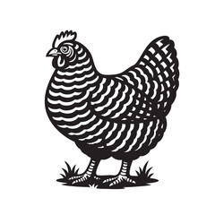 An elegant and minimalist black and white vector of a Barred Rock chicken. Farm animals.