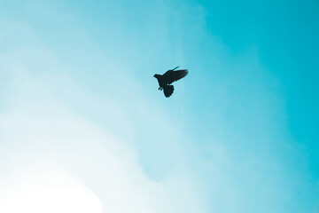 Silhouette Low Angle Bird Flying on Clear Blue Sky Day