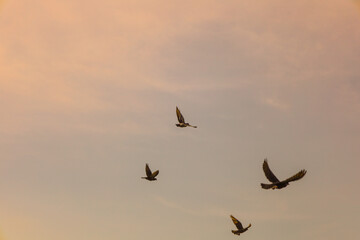 Fototapeta premium Warm Tone Atmospheric Flying Bird Silhouettes on Pale Sky Scenery