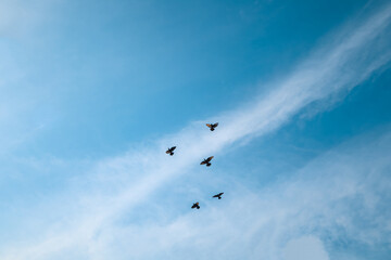 Clear Sunny Tranquil Scene with Bird Flock in Light Blue Sky