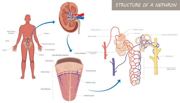 Human kidney anatomy and nephron structure educational diagram, labeled medical illustration of renal system with cortex medulla glomerulus tubules and collecting duct, biology learning chart.
