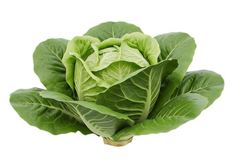 Fresh Green Cabbage Head Isolated Against Black Backdrop for Health and Wellness Concepts and Vegetable Market Visuals