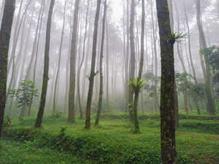 Obraz premium Photos of a pine forest devoid of people and beginning to be shrouded in a mysterious white mist. The pine forest, once surrounded by green grass, is now shrouded in thick fog.