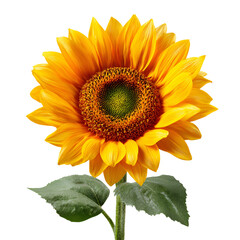 Fototapeta premium Upright Sunflower Blossom A Captivating View of Golden Petals and Dark Center Against a Transparent Scene